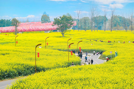 花季九寨8日｜自由行．熊貓樂園、都江堰油菜花、龍泉驛桃花、郫縣海棠花